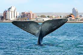 Puerto Madryn PREMIUM -GRUPAL – 3 Noches